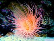Tube Anemone Coloured, Cerianthus spp.