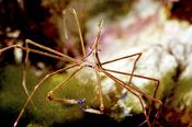 Arrowhead Crab