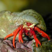Red Leg Hermit Crab