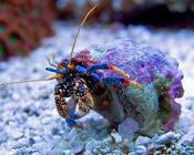Blue Leg Hermit Crab