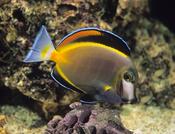Goldrim Tang