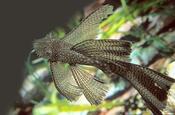 Ancistrus Sp. LongFin