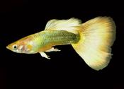 Yellow German Guppy