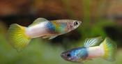 Bumble Bee Male Guppy