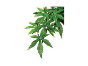 Exo Terra Silk Plant Abuliton Large image