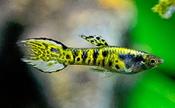 Cobra Endler Guppy