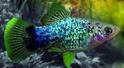 Blue Calico Platy