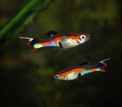 Neon Endler Guppy