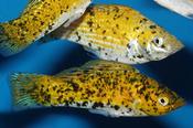 Golden Marble Molly