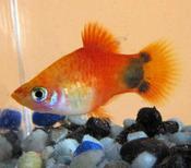 Mickey Mouse Platy