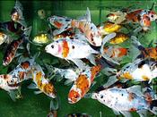 Shubunkin Goldfish 2-3 inch