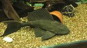 Sailfin Pleco 15"+