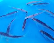 Blue Orfe 4-5 inch