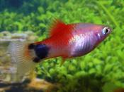 Red Top Mickey Mouse Platy