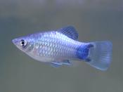 Blue Mickey Mouse Platy
