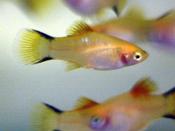 Golden Comet Platy