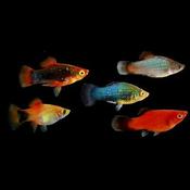 Assorted platy
