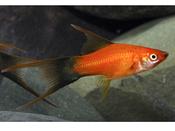 Red Wagtail Swordtail
