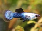 Blue Panda Dwarf Guppy Male