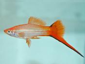 Pink Comet Swordtail