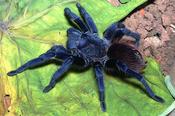 CB SPIDERLING Brazilian Blue Tarantula