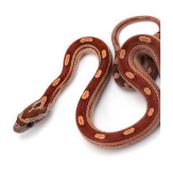 CB20 Motley Corn Snake 30cm+ image