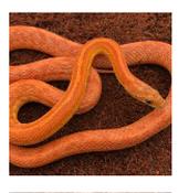CB20 Terrazzo Corn Snake 30cm+