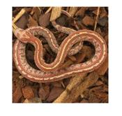 CB20 Hypo Diffused Tessera Corn Snake 30cm+