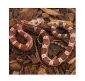 CB20 Hypo Diffused Corn Snake 30cm+