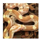 CB20 Butter Motley Corn Snake 30cm+