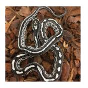 CB20 Anery Tessera Corn Snake 30cm+
