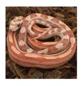 CB20 Ultra Motley Corn Snake 30cm+