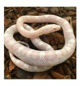 CB20 Avalanche Corn Snake 30cm+