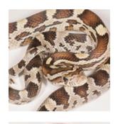 CB20 Caramel Corn Snake 30cm+