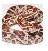 Small Corn Snake image