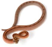 CB20 Stripe Corn Snake 30cm image