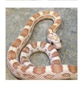CB20 Gold Dust Corn Snake 30cm