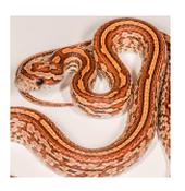 CB20 Tessera Corn Snake 30cm image