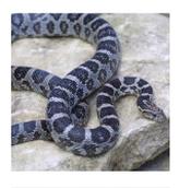 CB20 Anery Corn Snake 30cm