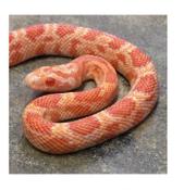 CB20 Inferno Corn Snake 30cm