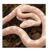CB20 Butter Cinder Corn Snake 30cm