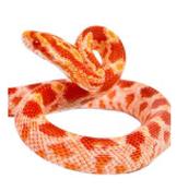 CB20 Amel Corn Snake 30cm