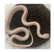 CB20 Snow Tessera Corn Snake 30cm+