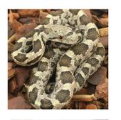 CB20 Black Rat Snake 30cm