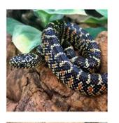 CB20 Florida Kingsnake 30cm
