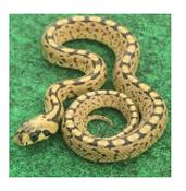 CB20 Ladder Snake 20-30cm image