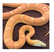 CB20 Sunkissed Corn Snake 30cm+ image