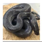 WC BLACK African House Snake 30-45cm