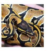 CB20 Royal Python 25-30cm