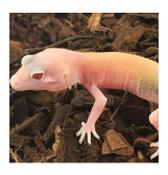 CB RAPTOR Leopard Gecko 4-6cm